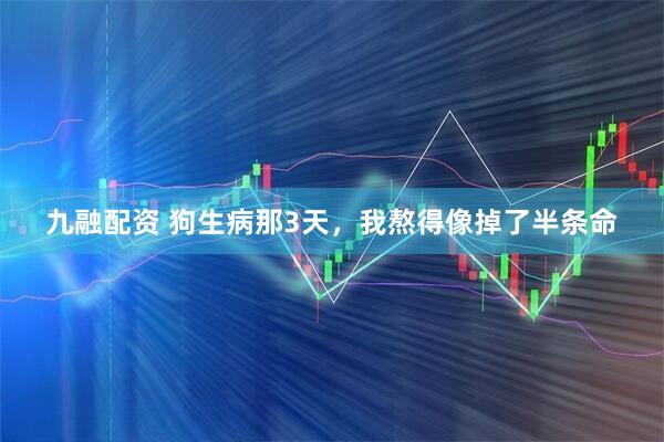 九融配资 狗生病那3天，我熬得像掉了半条命