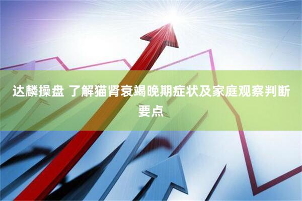 达麟操盘 了解猫肾衰竭晚期症状及家庭观察判断要点